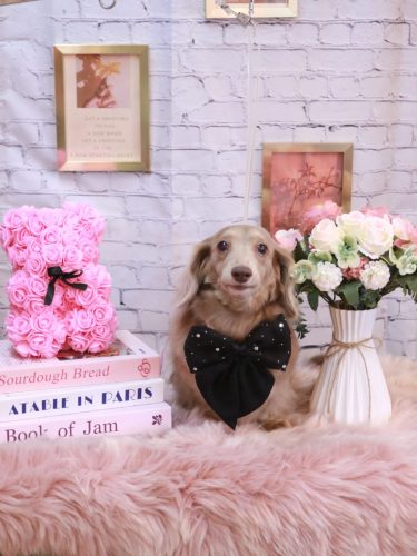 20251121ぺこちゃん