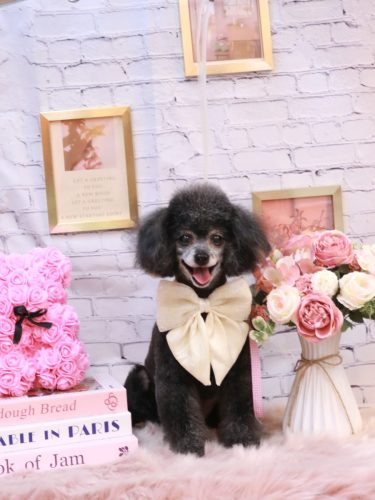 20251121ラムくん