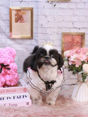 20251121たいがくん