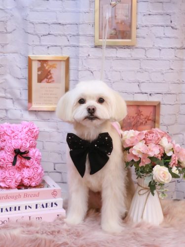 20251121あずきくん