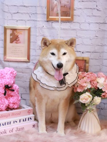 20251121こはるちゃん