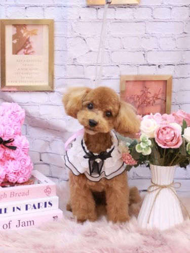 20251122モカちゃん