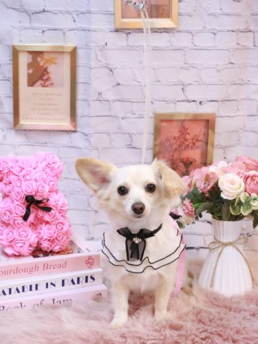 20251122めるちゃん