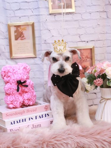 20251122ボルトくん