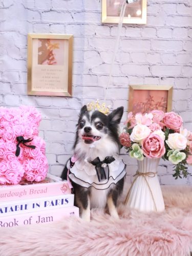 20251122パピーくん