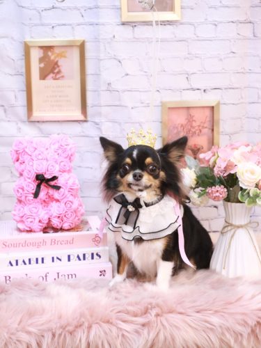 20251122天ちゃん