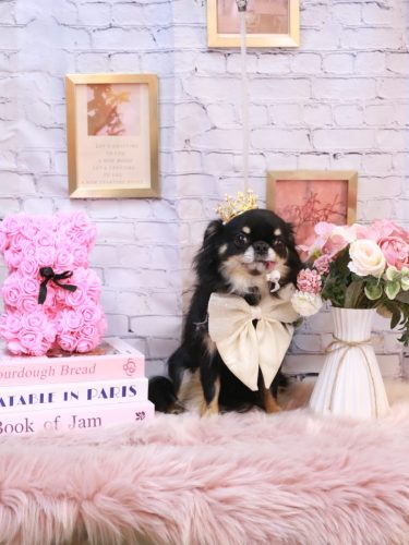 20251122ルナちゃん