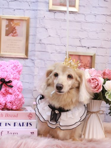 20251122グラちゃん