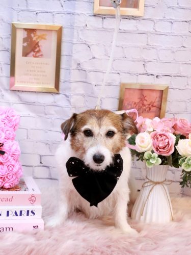 20251122こはるちゃん