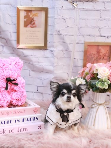 20251122てんちゃん