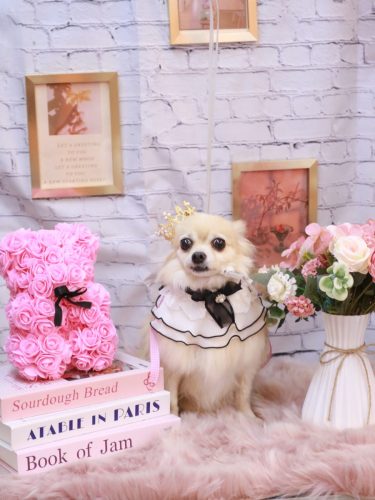 20251122ふうちゃん