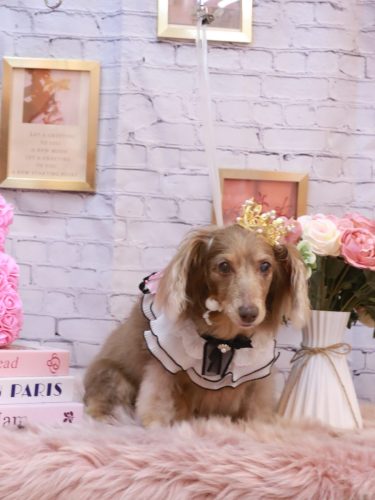 20251122桃ちゃん