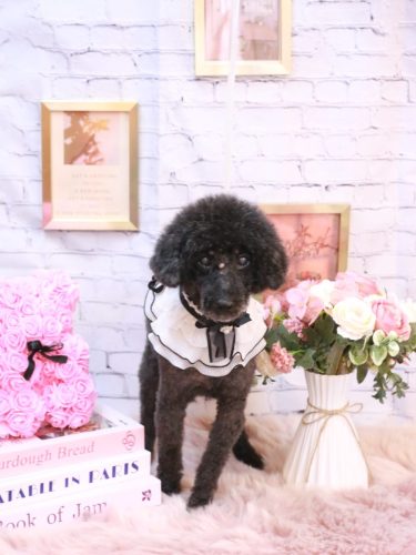 20251122ラブくん