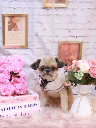 20251122じじくん