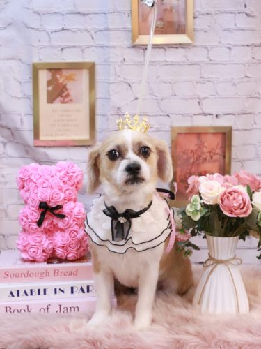 20251122リリーちゃん