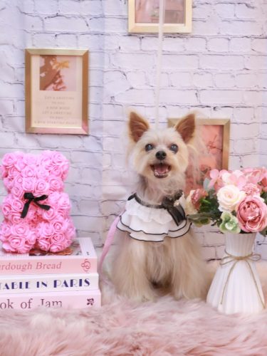 20251122ココちゃん