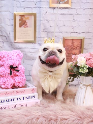 20251123だいずくん