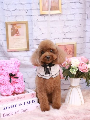 20251123ルアナちゃん