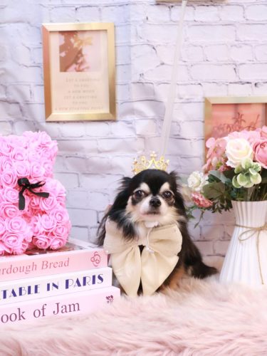 20251123アリューくん