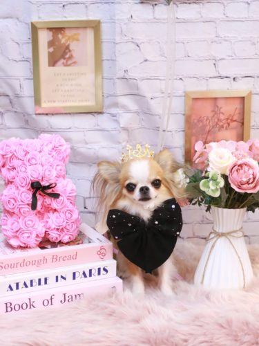 20251123プリュ―くん