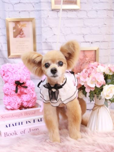 20251124クッキーくん