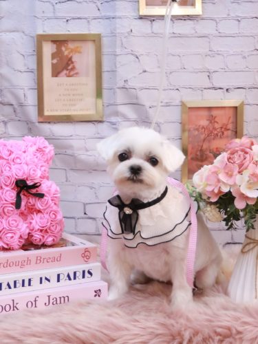 20251124マルちゃん