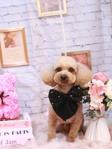 20251124シェリーくん