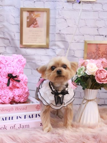 20251124メイちゃん