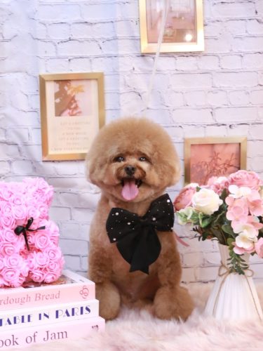 20251124ピノくん