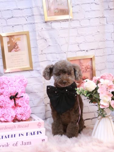 20251124モカくん