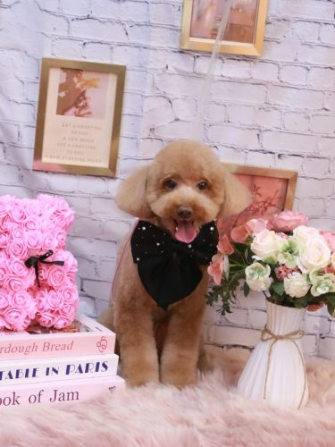 20251125レオくん