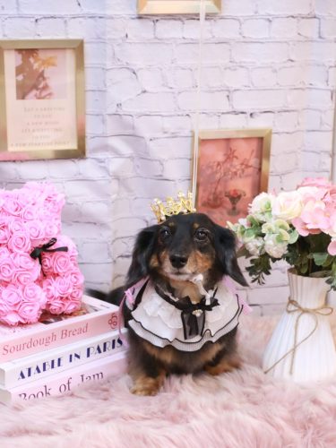 20251125モカちゃん