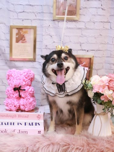 20251125琥太郎くん