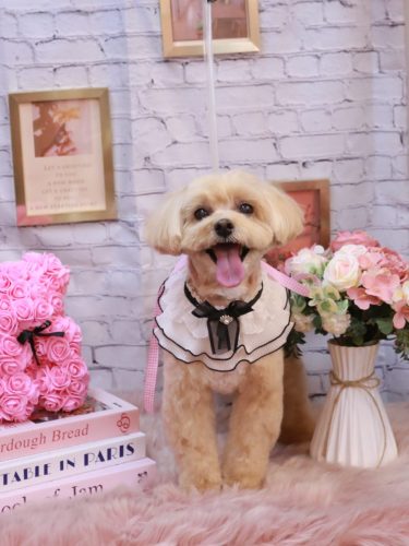 20251125ムックくん