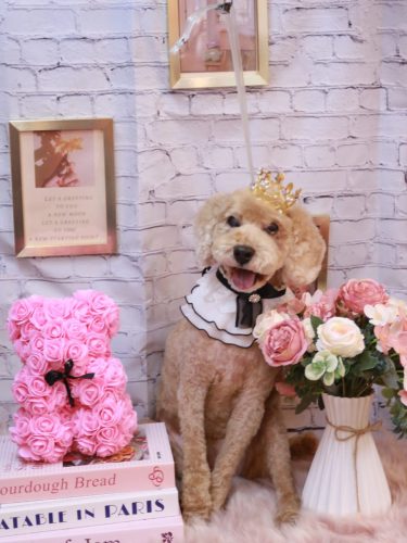 20251125アルトくん