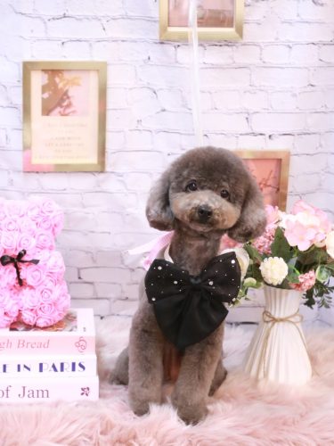 20251126chipieちゃん