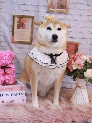 20251126平太くん