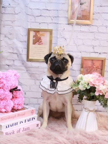 20251126ふぅちゃん