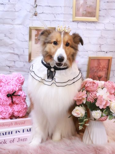 20251126ティーラちゃん