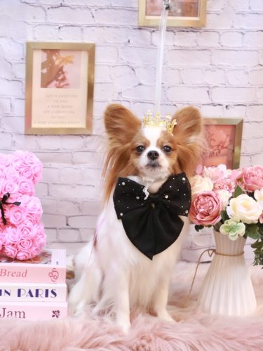 20251126ぎゅうちゃん