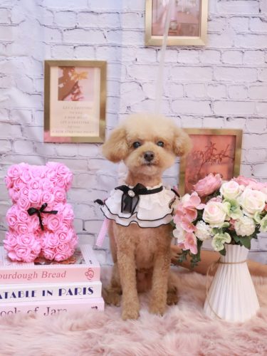 20251126ココアくん