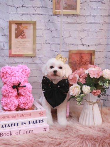 20251127ミルクくん