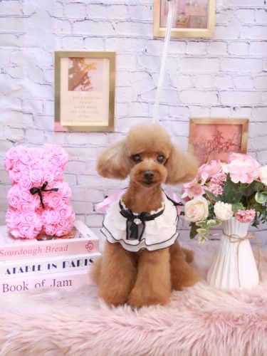 20251127茶々丸くん