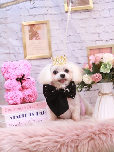 20251127サクラちゃん