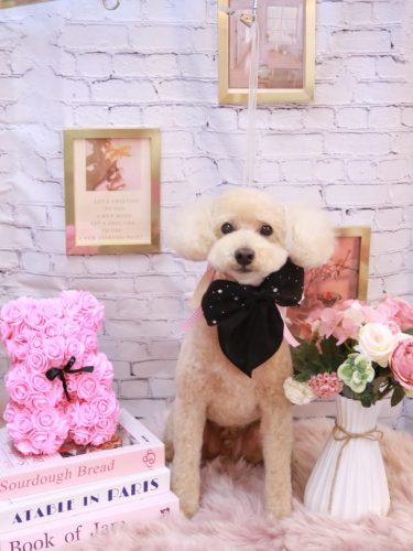 20251127モコくん