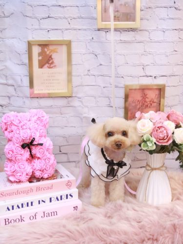 20251127こむぎちゃん