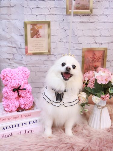 20251127ゆずちゃん