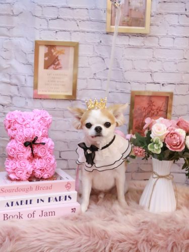 20251127くうくん