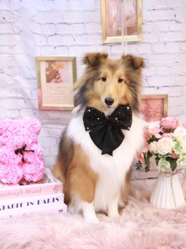 20251128ルナちゃん