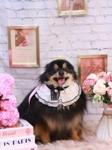 20251128アンバーちゃん